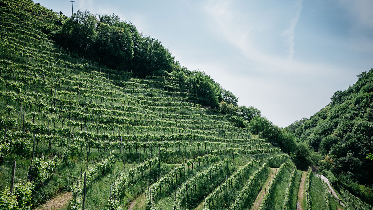 cantina-le-volpere-06